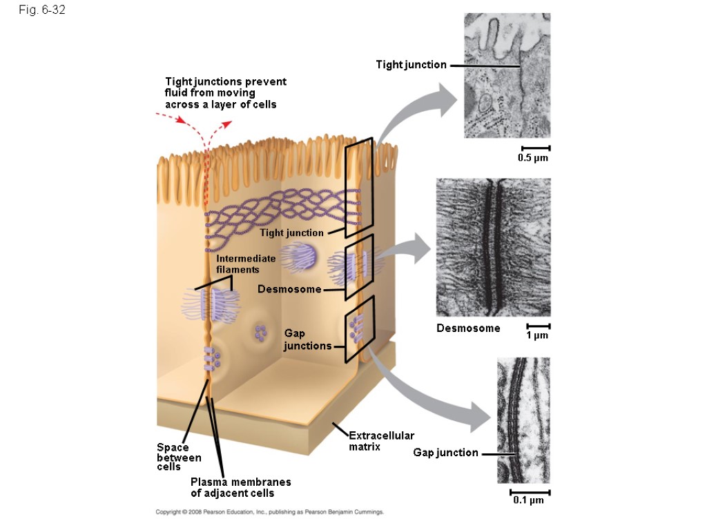 Fig. 6-32 Tight junction 0.5 µm 1 µm Desmosome Gap junction Extracellular matrix 0.1